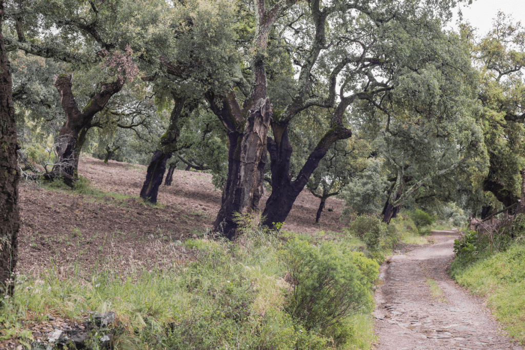 sierra aracena