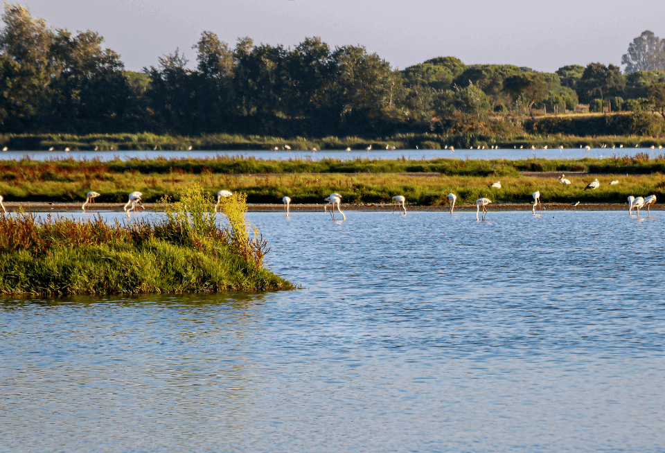 parque nacional de doñana Huelva