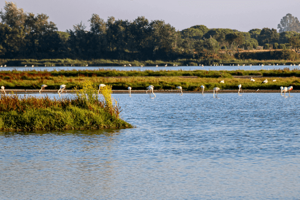 Parque Nacional de Doñana